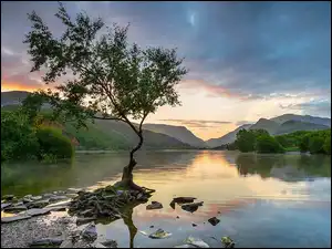 Samotne drzewo na brzegu jeziora w Parku Narodowym Snowdonia