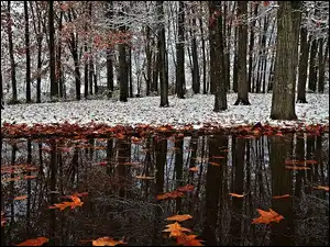 Park, Śnieg, Kałuża, Liście, Pierwszy