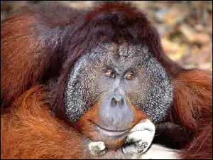 orangutan, Małpa