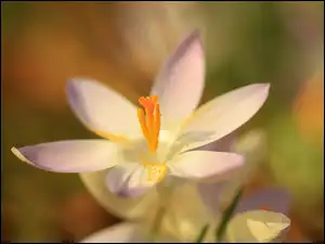 Makro, Krokus, Kwiat
