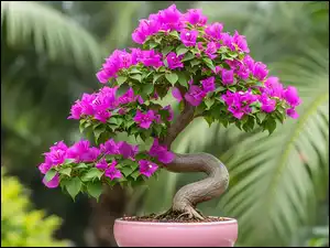 Donica, Drzewko bonsai, Purpurowe, Kwiaty