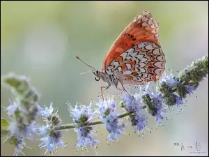Przeplatka didyma w makro