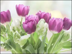 Fioletowe tulipany w rozmyciu