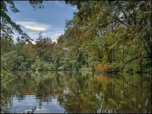 Krzewy, Rzeka, Zielone, Drzewa