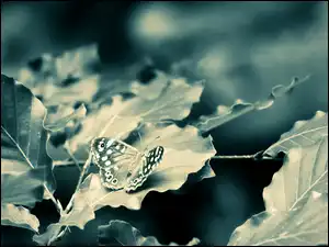 Tło, Motyl, Liście, Szare