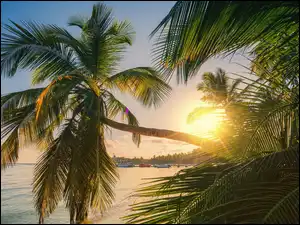 Punta Cana, Dominikana, Plaża, Promienie słońca, Morze, Palmy