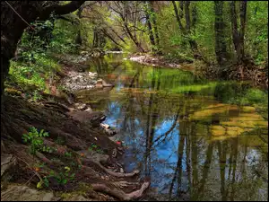 Drzewa, Kamienie, Rzeka, Las, Korzenie