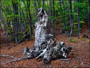 Drzewa, Las, Konary, Pień, Liście, Suchy