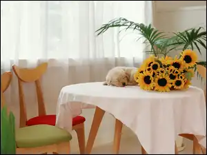 Słoneczniki, Psiaczek, Pokoju, Wnętrze, Mały