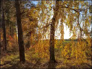 Jesienny las na skraju pola