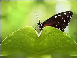Liściu, Czarny, Motyl, Na