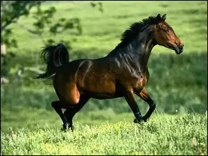 galop, Koń, arab, łąka