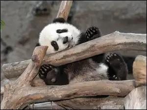 Drzewo, Miś, Panda
