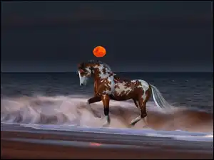 Morze, Koń, Plaża, Zachód Słońca