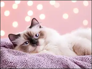 Grafika, Kot, Ragdoll, Koc