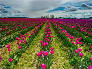 Uprawa, Różowe, Tulipany
