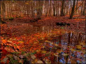 Kałuża, Jesień, Las, Liście