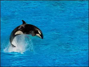 Morze, Orka