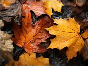 Krople, Jesień, Liście, Klon