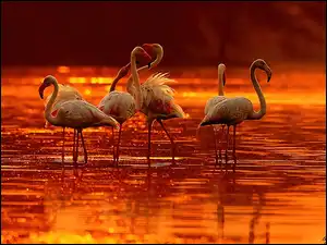 Słońca, Flamingi, Zachód