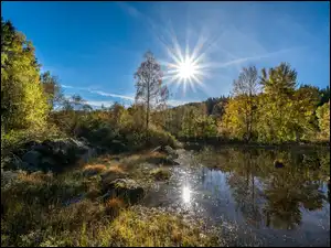 Las, Promienie, Słońca, Staw