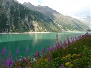 Kwiaty nad brzegiem jeziora Bergsee