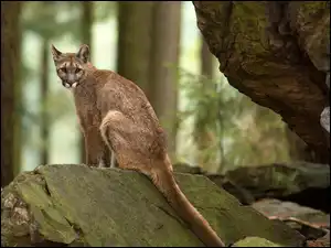 Las, Puma, Skały