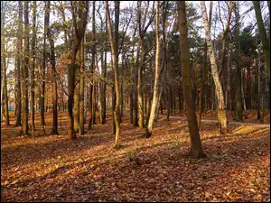 Jesień, Park, Drzewa