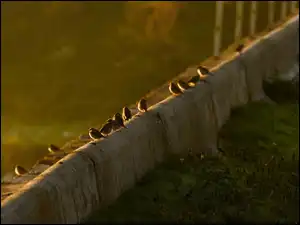 Zachód Słońca, Wróble