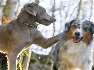 Australian shepherd, Wyżeł weimarski, Owczarek australijski