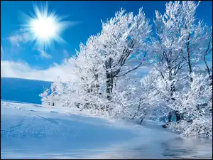 Słońce, Zima, Drzewa, Śnieg