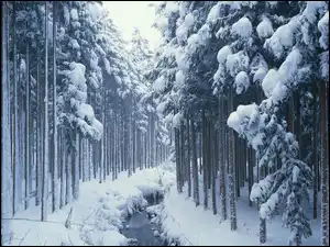 Rzeczka, Zima, Śnieg, Las