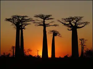 Zachód Słońca, Drzewa, Baobab