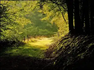 Promienie, Jesień, Ścieżka, Las, Słońca