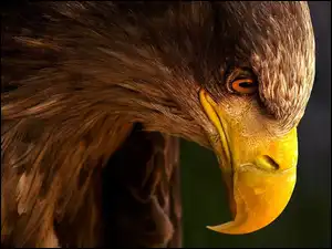 Dziób, Łeb, Orła