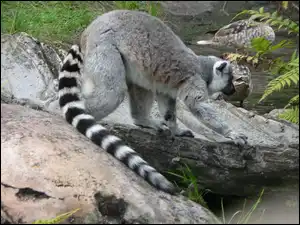 Kamienie, Długi, Ogon, Lemura