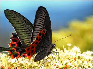 Czarno, Motyl, Kwiaty, Białe, Czerwony