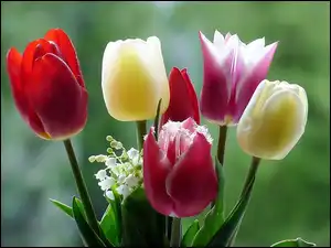 Makro, Tulipany, Konwalie