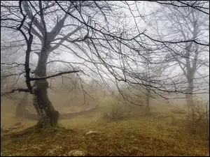 Liście, Mgła, Drzewa