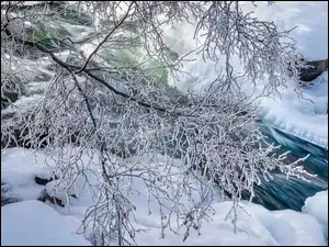 Śnieg, Zima, Gałązki, Rośliny, Oszronione, Rzeka