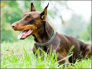 Trawa, Pies, Doberman, Obroża