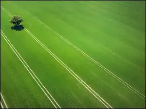 Drzewo, Pole, Ślady, Zieleń