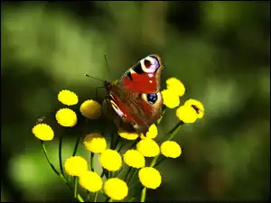 Kwiaty, Motyl, Rusałka pawik, Żółte