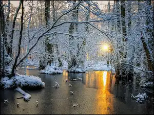 Szron, Zima, Drzewa, Słońce, Las, Lód