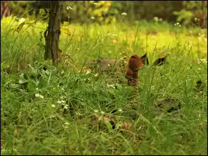 Sowy, Grzyby, Kanie, Młode, Trawa