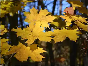 Klonu, Niebo, Liście, Żółte, Prześwitujące