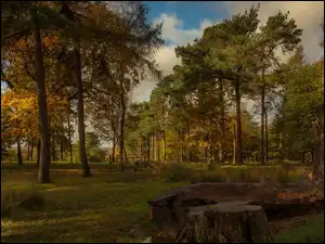 Jesień, Park, Drzewa, Pnie