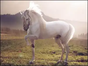 Świt, Biały Koń, Łąka, Mgła