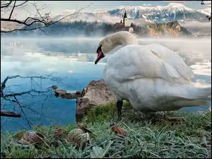 Jezioro, Ptaki, Biały, Łabędz