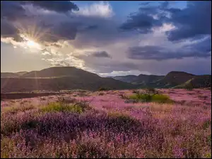 Clarkdale, Łąka, Słońce, Arizona, Góry, Wzgórza, Stany Zjednoczone, Chmury